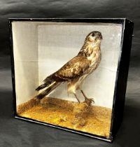 Taxidermy interest - Hen Harrier in naturalistic setting