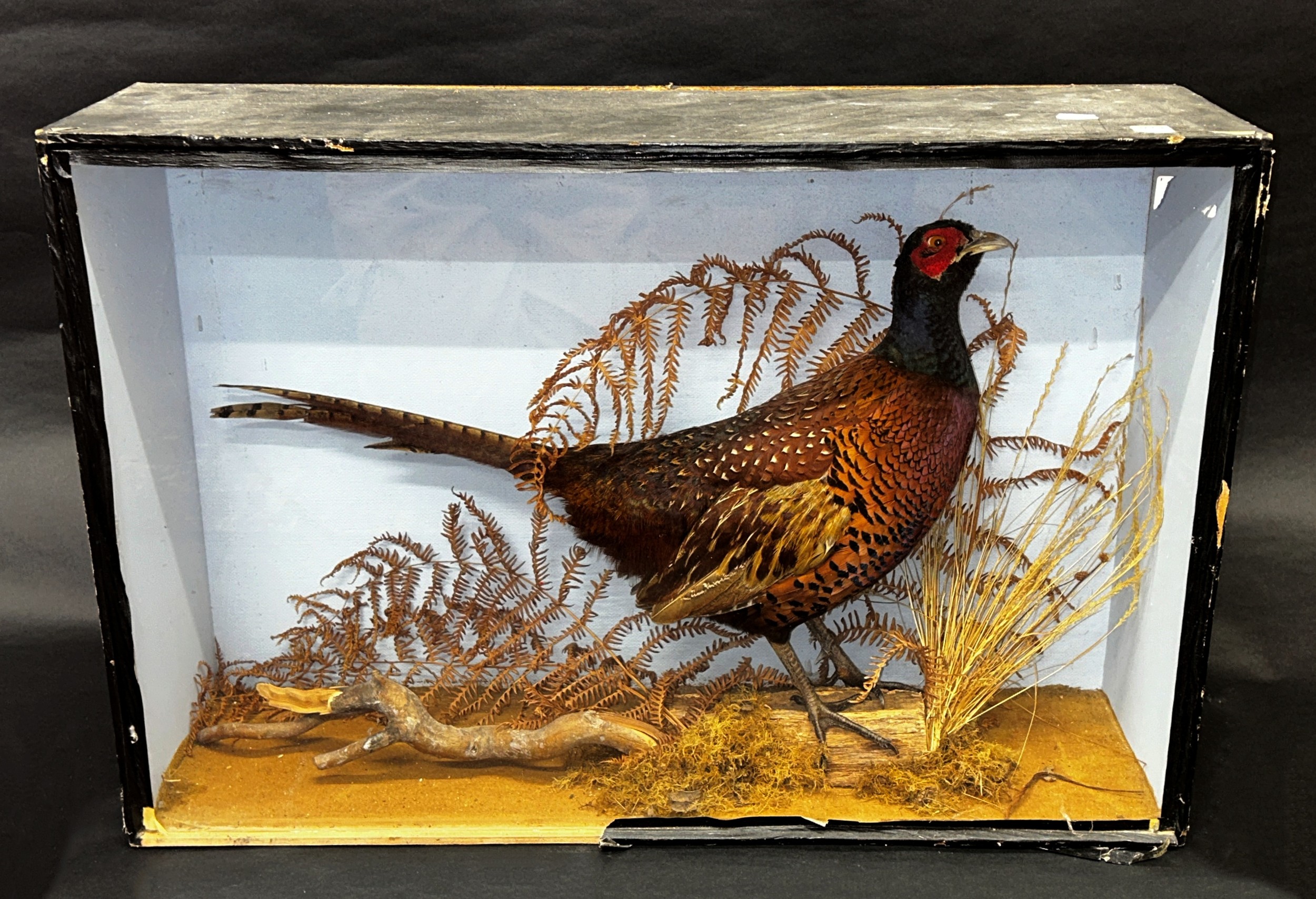 Taxidermy interest - Pheasant in naturalist setting - Image 2 of 3