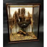Taxidermy interest - Moorhen in naturalistic setting