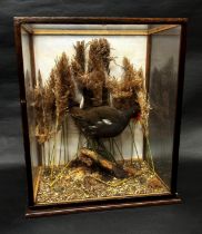 Taxidermy interest - Moorhen in naturalistic setting