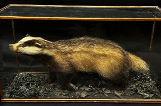 Taxidermy interest - Badger in naturalistic setting, the cabinet 53cm high x 99cm long x 34cm deep