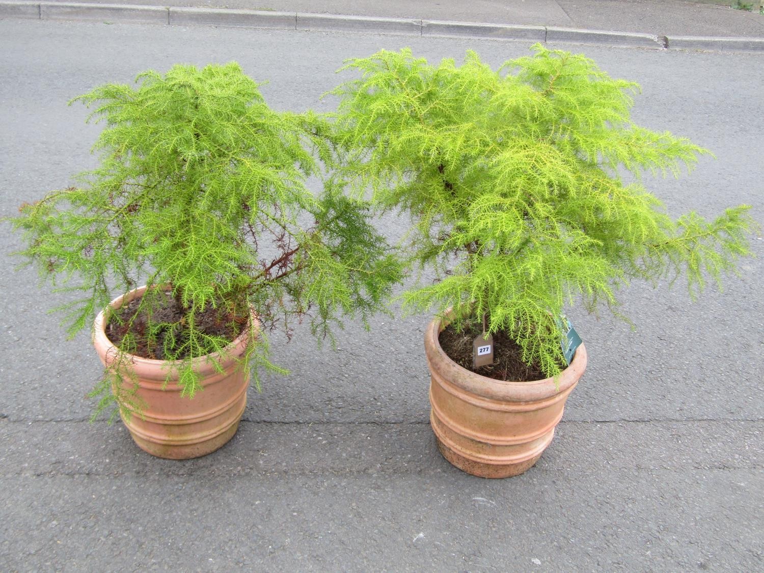 A pair of terracotta planters of circular ribbed form containing established Japonica, the pots 30