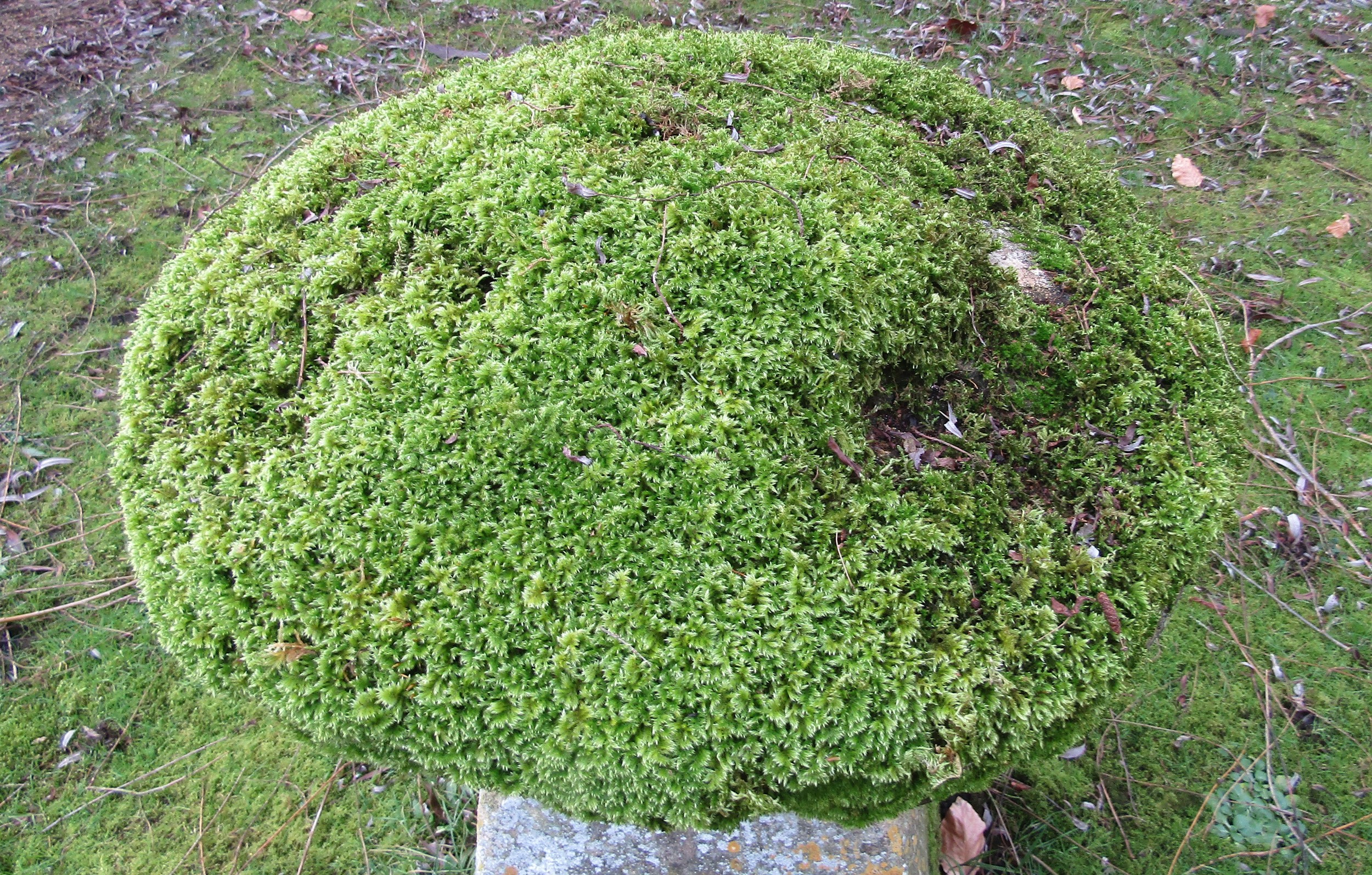 A substantial limestone staddle stone and cap heavily moss encrusted, 80 cm height - Image 2 of 5