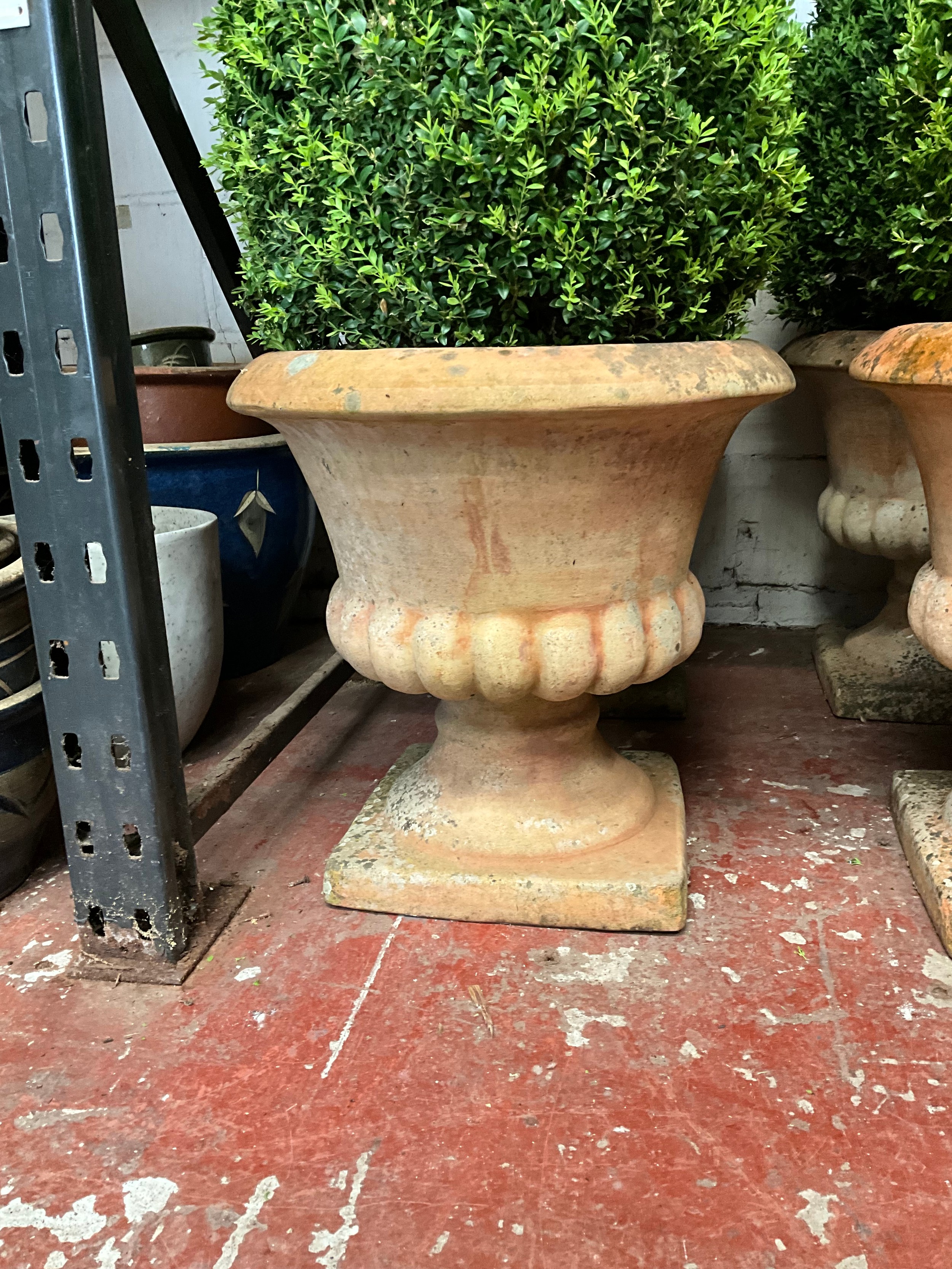 A good set of six matching weathered terracotta garden urn planters, with flared rims, lobed - Image 2 of 3