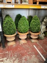 A good set of six matching weathered terracotta garden urn planters, with flared rims, lobed