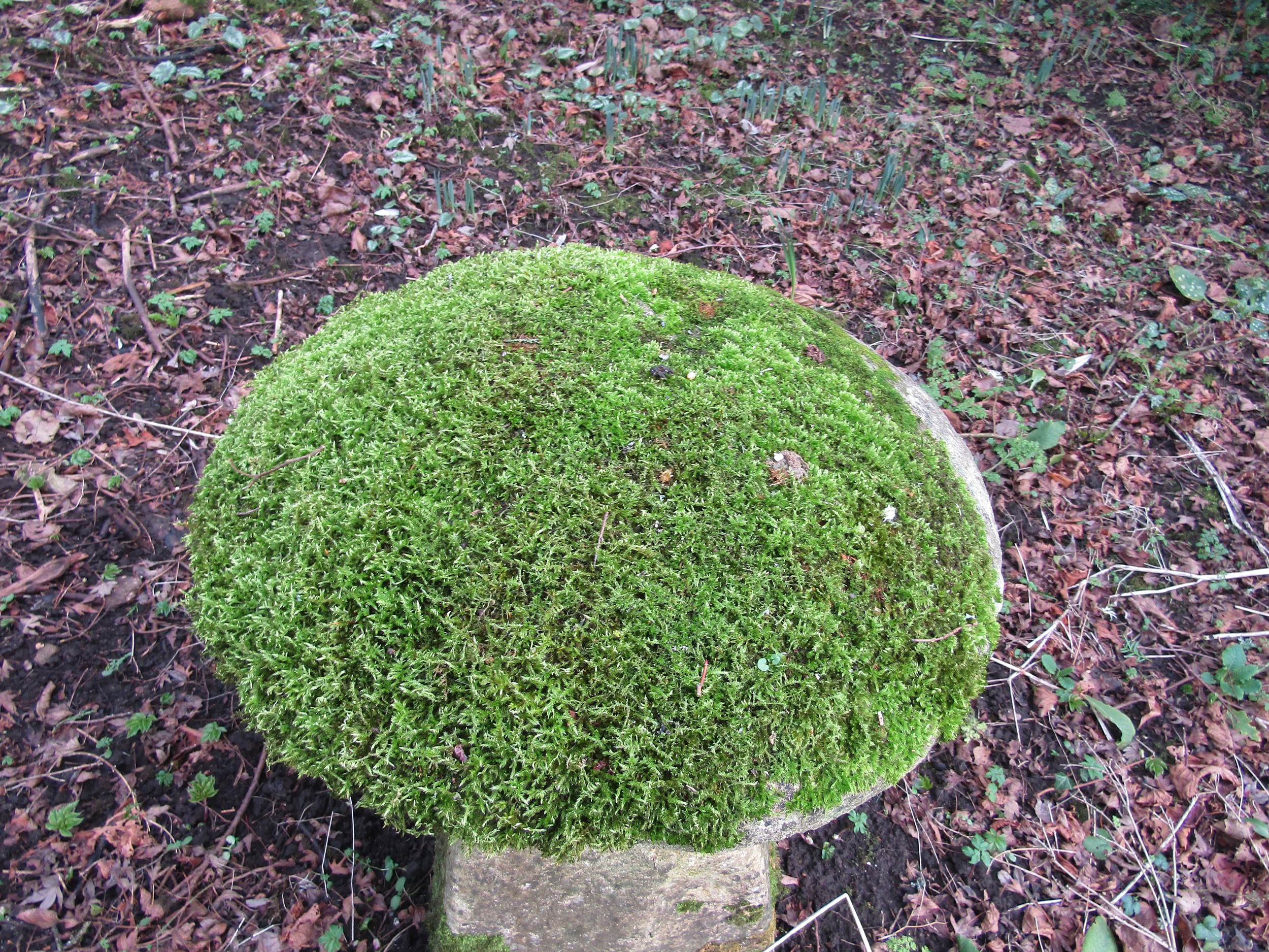 A limestone staddle stone and cap, moss encrusted, 70 cm in height - Image 3 of 4