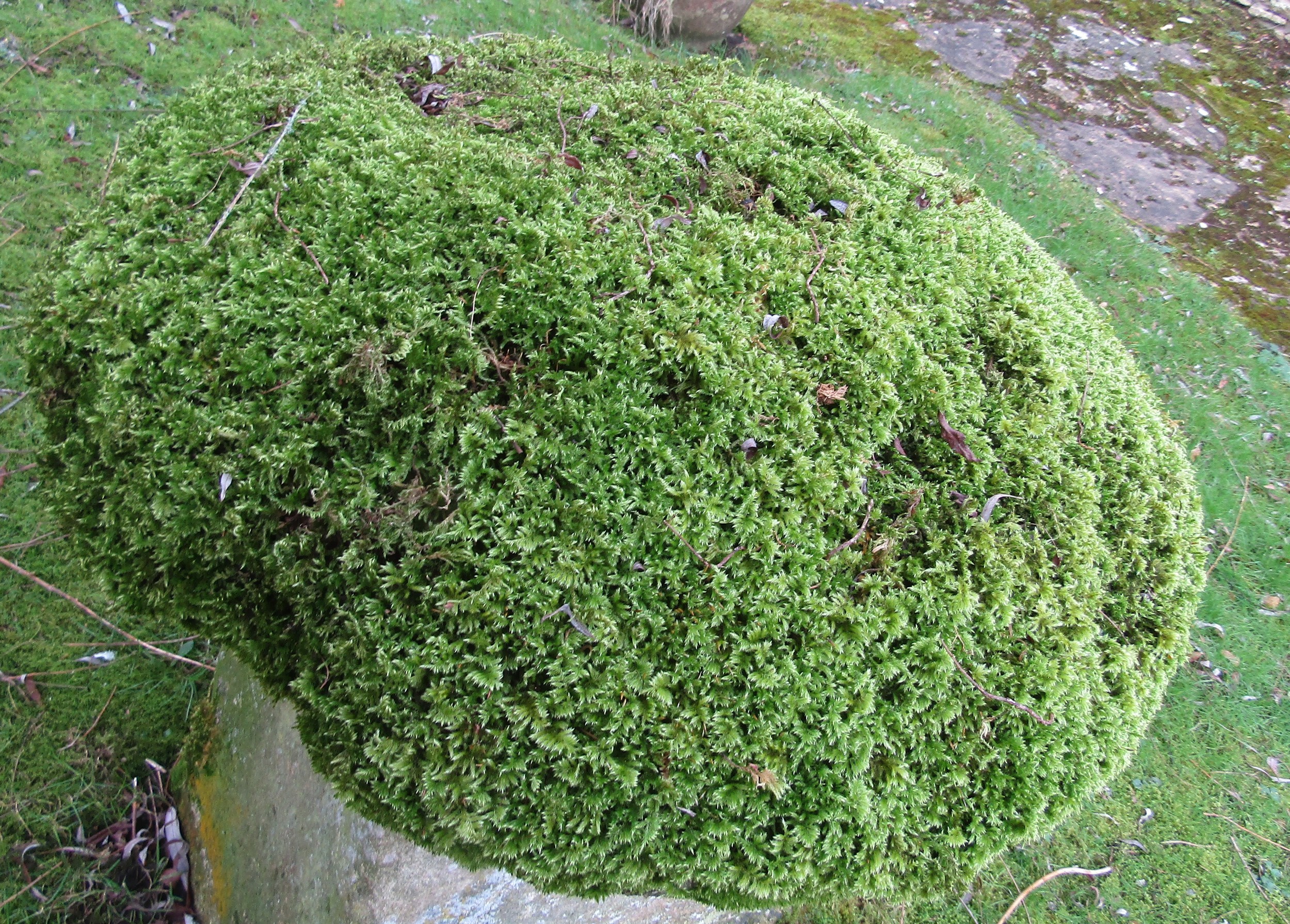 A substantial limestone staddle stone and cap heavily moss encrusted, 80 cm height - Image 5 of 5