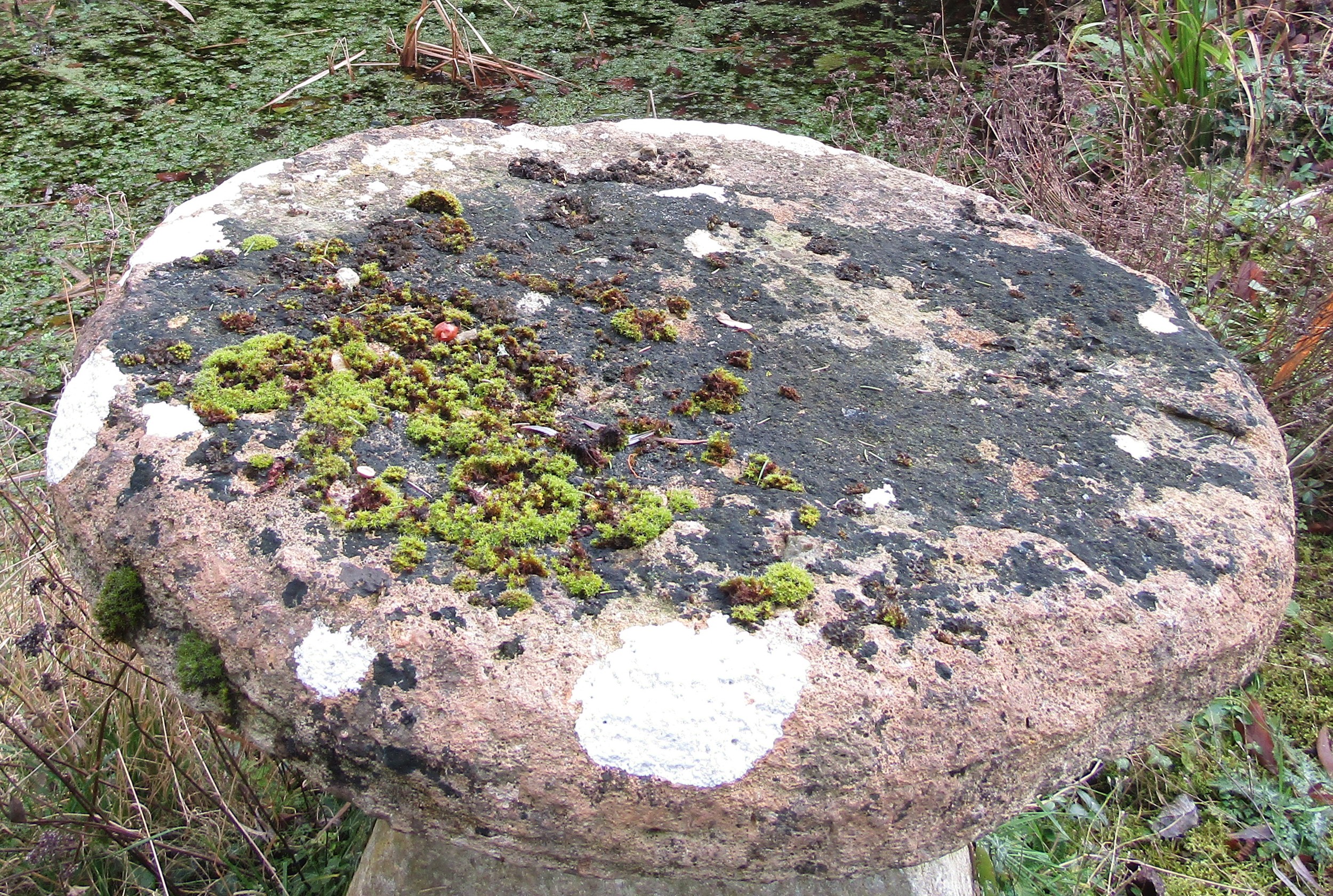 A substantial limestone staddle stone and base, the top of flat form, 80 cm diameter x 80 cm - Image 5 of 5