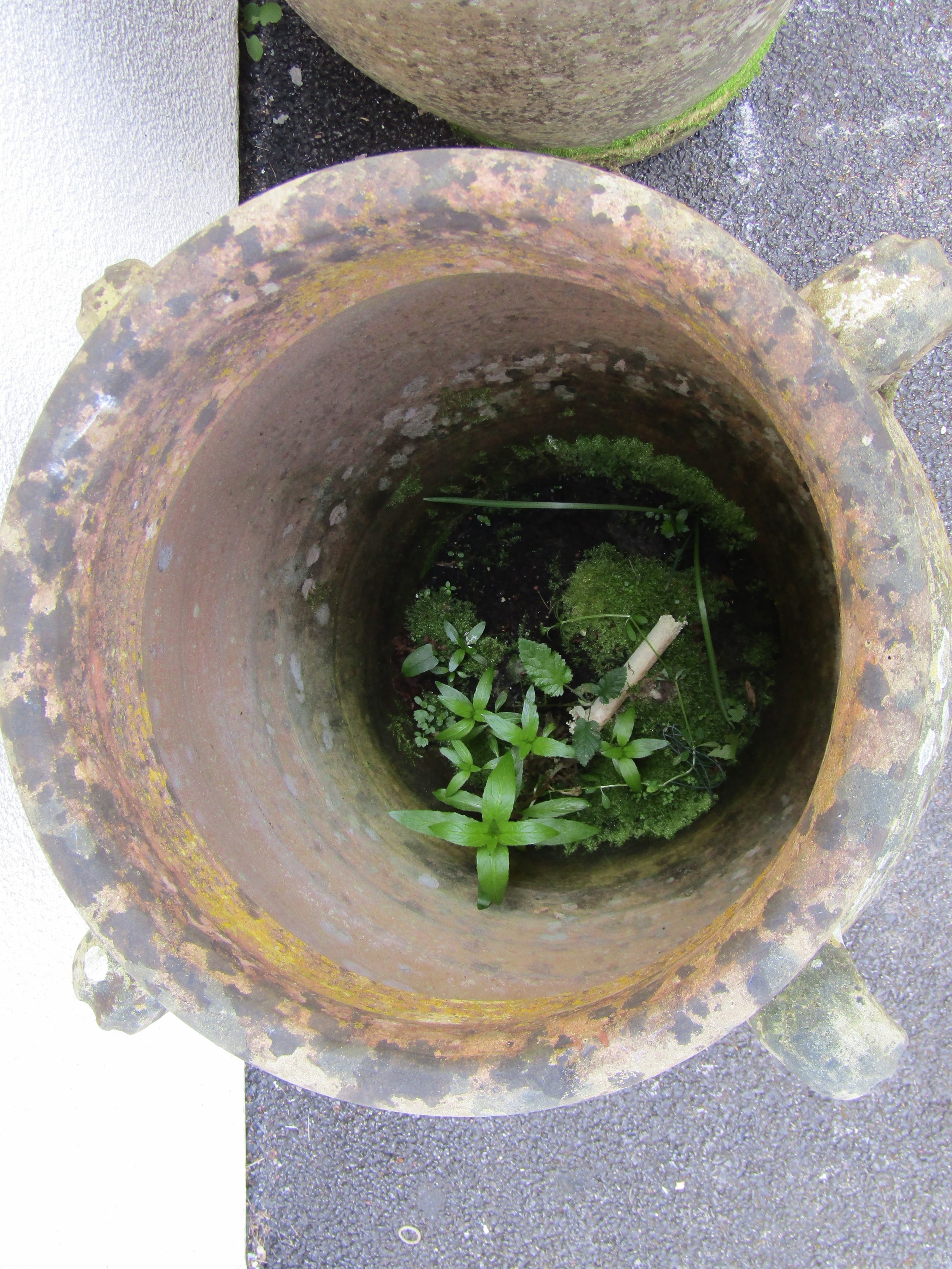 A large pair of weathered terracotta planters of tapering baluster form, each fitted with four - Image 4 of 5