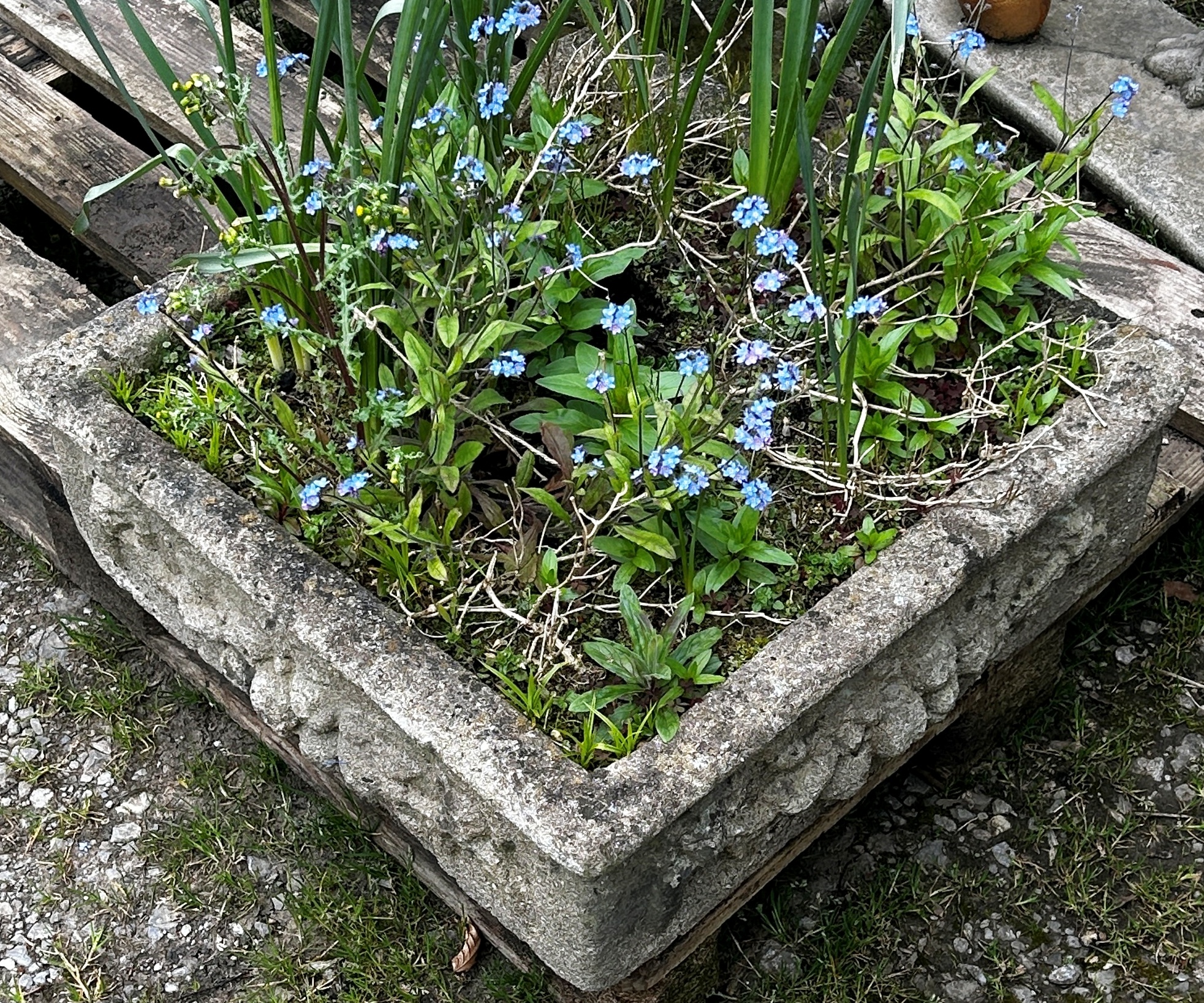 A shallow weathered cast composition stone garden trough of square form with fruiting swag and lions - Image 3 of 3