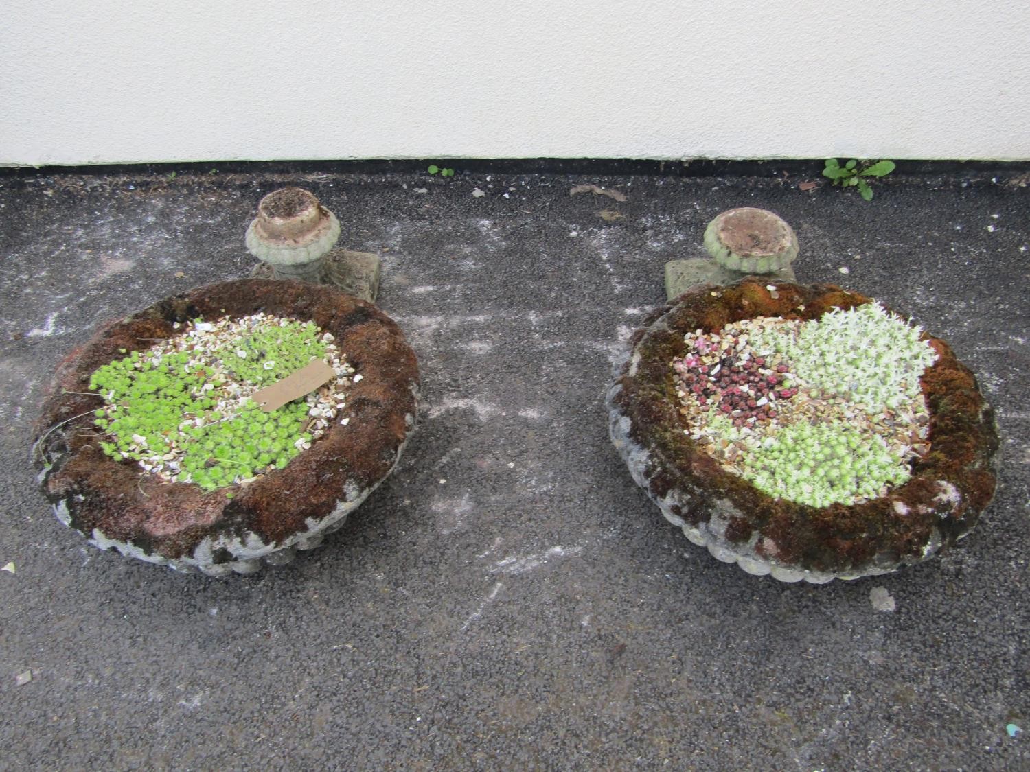 A pair of weathered cast composition stone garden urns, the squat circular lobed bowls with flared - Image 5 of 9