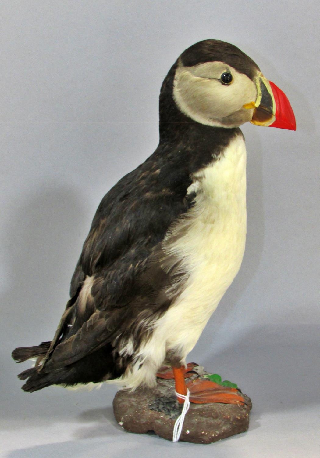Taxidermy in the form of a Puffin Bird by Jens - Kjeld, see label to base, 25cm tall. - Image 10 of 11