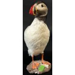 Taxidermy in the form of a Puffin Bird by Jens - Kjeld, see label to base, 25cm tall.