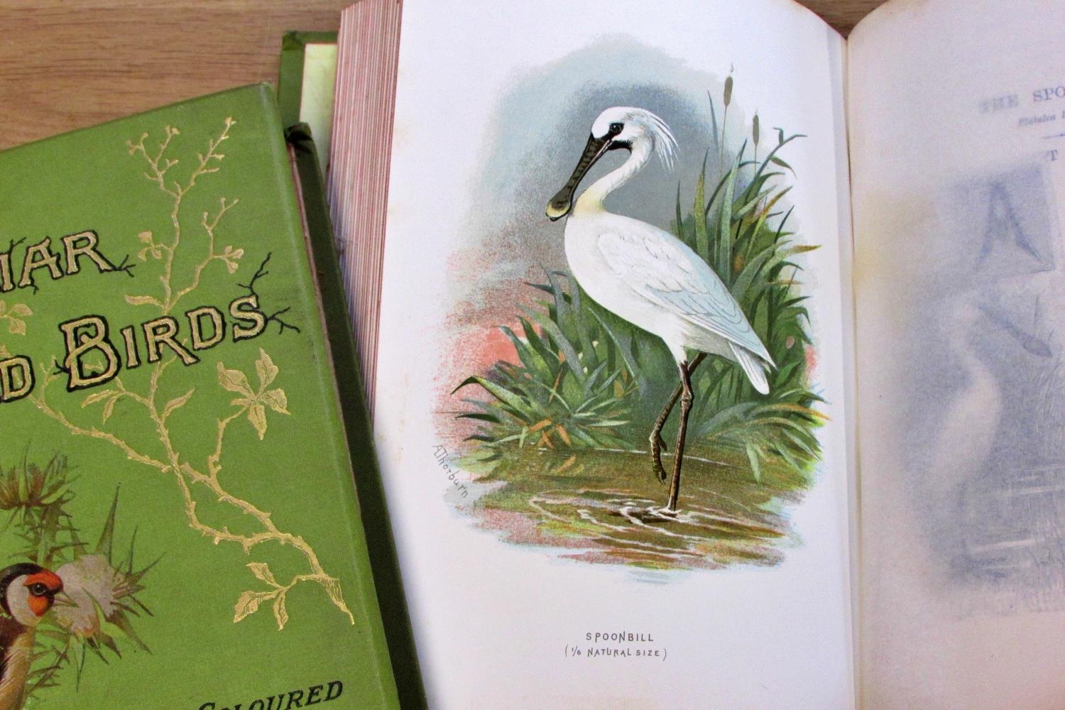 A good collection of natural history / bird books to include 8 vols of Rev Morris's British Birds ( - Image 5 of 7