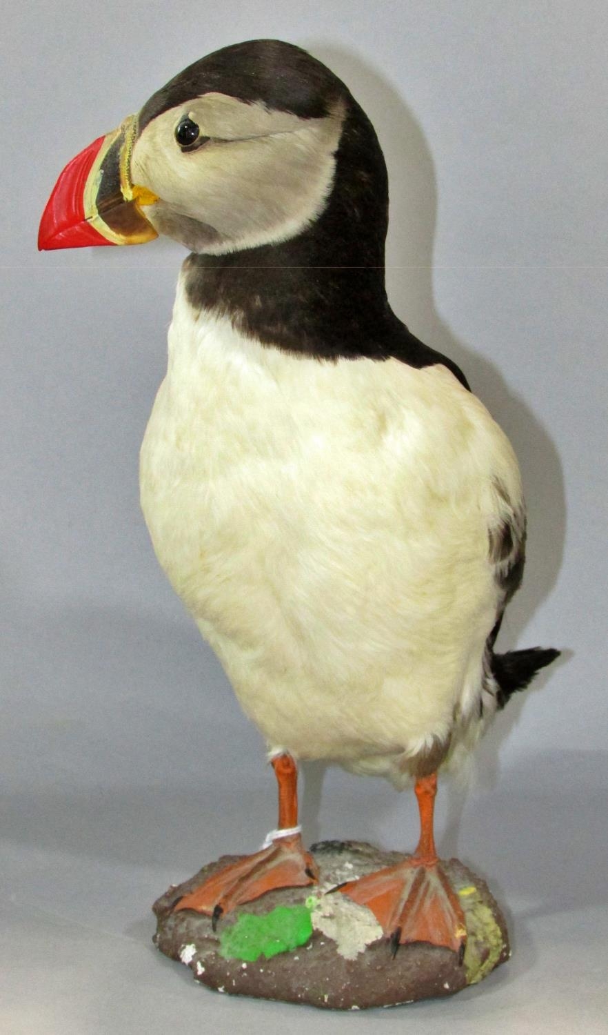 Taxidermy in the form of a Puffin Bird by Jens - Kjeld, see label to base, 25cm tall. - Image 9 of 11