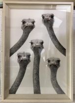 Dominique Salm (b.1972) 'Ostriches', watercolour on paper, signed in pencil below, mounting