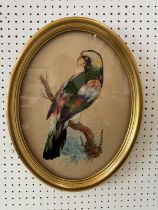 a 19th century exotic bird study of a parrot, watercolour on card constructed with original