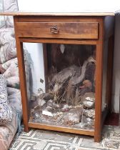 Taxidermy interest - floorstanding cabinet enclosed in a naturalistic setting, four birds, Heron,