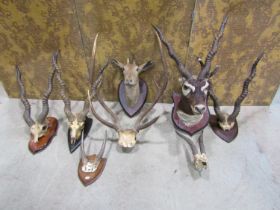 Taxidermy Interest - five pairs of Impala horns, head and skull mounted, stags antlers, etc