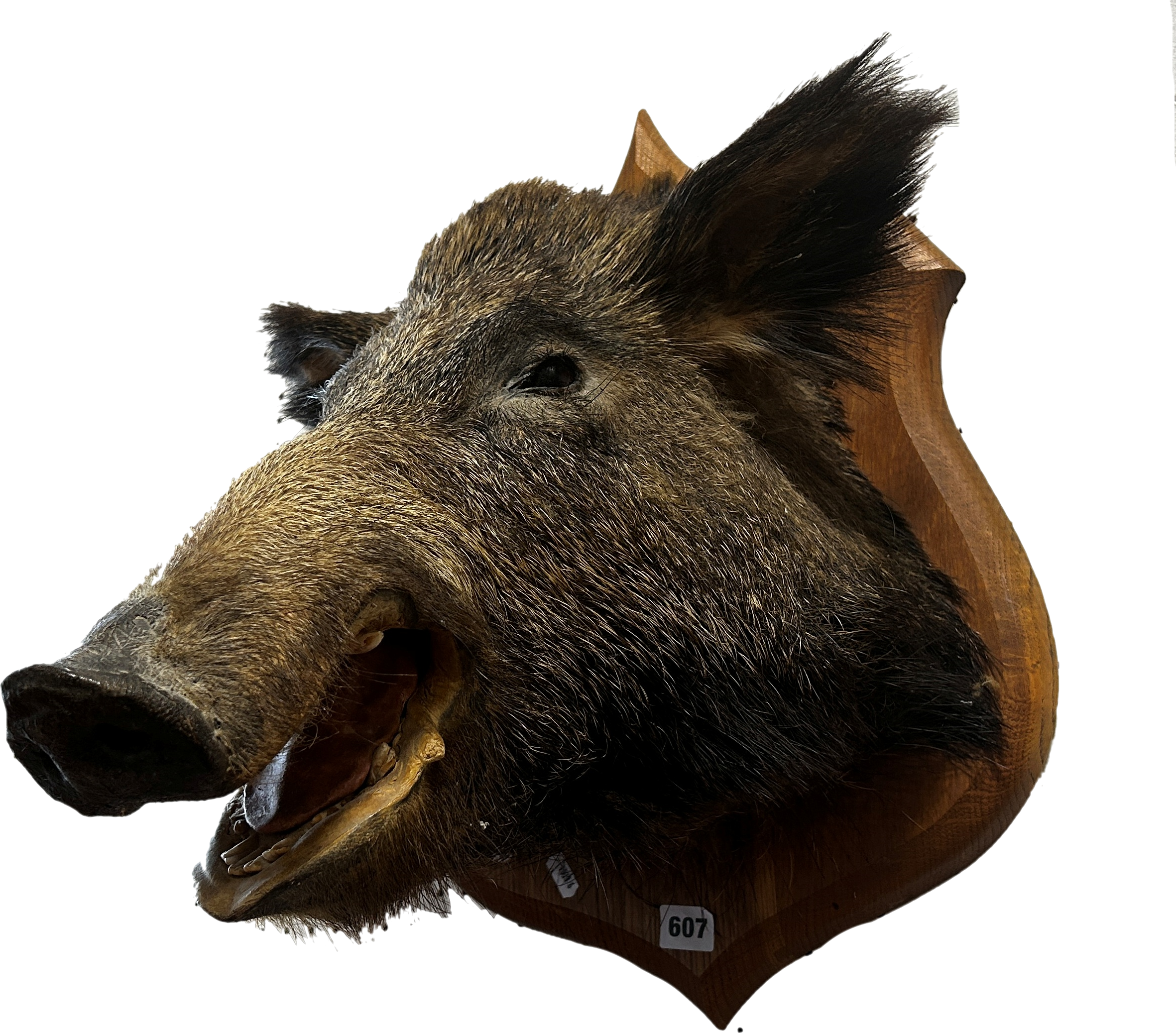 Taxidermy: Une Tête de Sanglier (A Boar’s Head), taxidermist Claude Lebas of Rouen France, mounted - Image 3 of 8