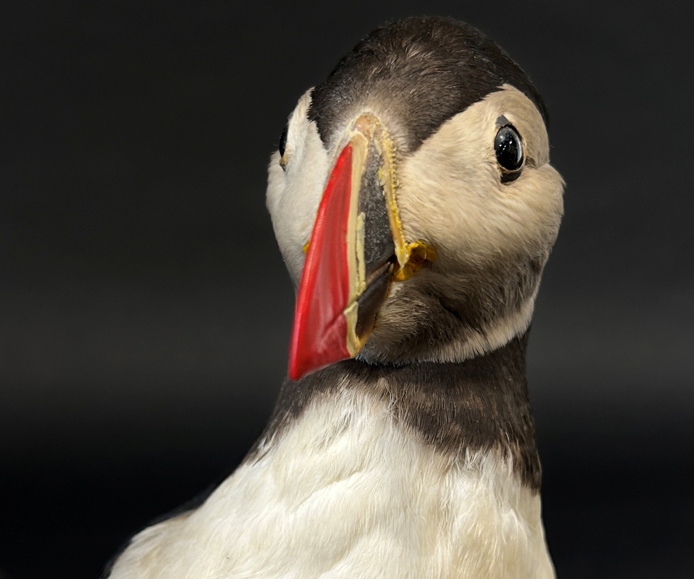 Taxidermy in the form of a Puffin Bird by Jens - Kjeld, see label to base, 25cm tall. - Image 7 of 11