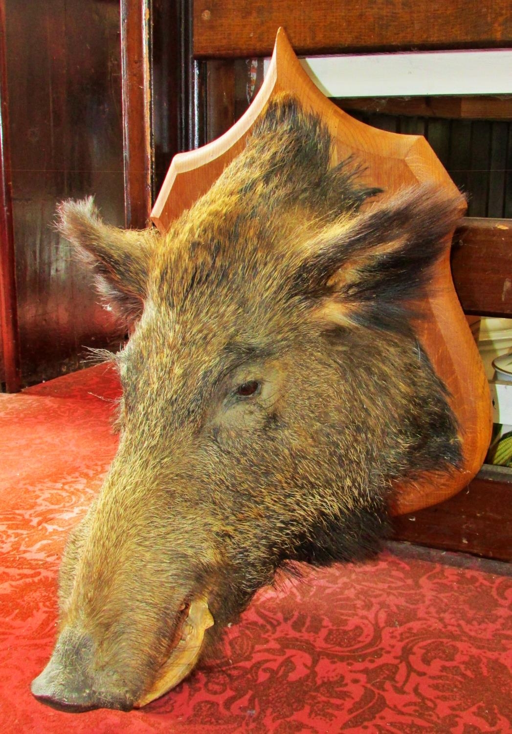 Taxidermy: Une Tête de Sanglier (A Boar’s Head), taxidermist Claude Lebas of Rouen France, mounted - Image 6 of 8