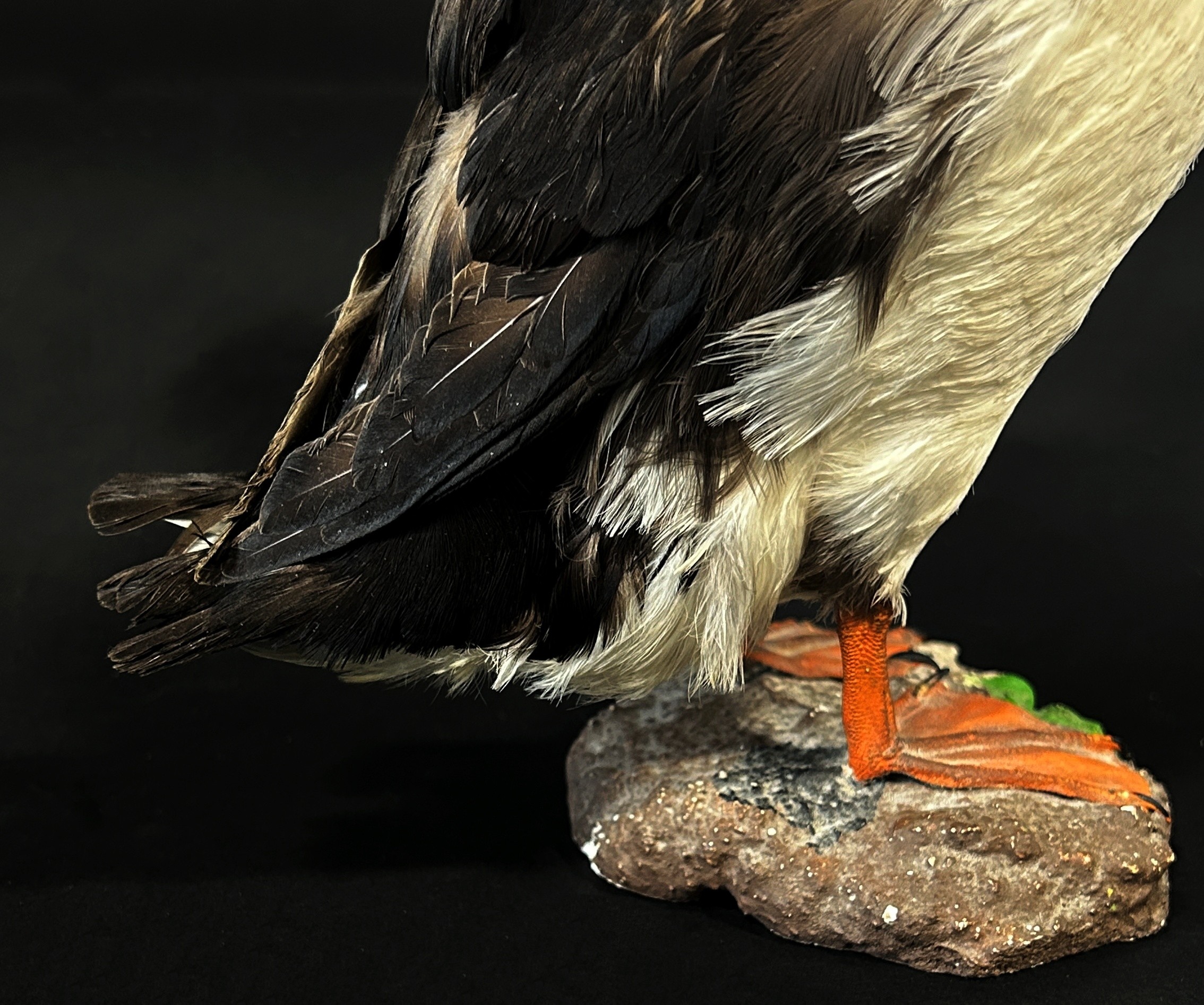 Taxidermy in the form of a Puffin Bird by Jens - Kjeld, see label to base, 25cm tall. - Image 6 of 11