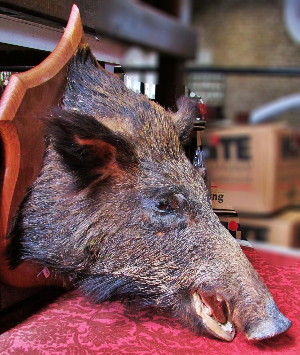 Taxidermy: Une Tête de Sanglier (A Boar’s Head), taxidermist Claude Lebas of Rouen France, mounted - Image 7 of 8