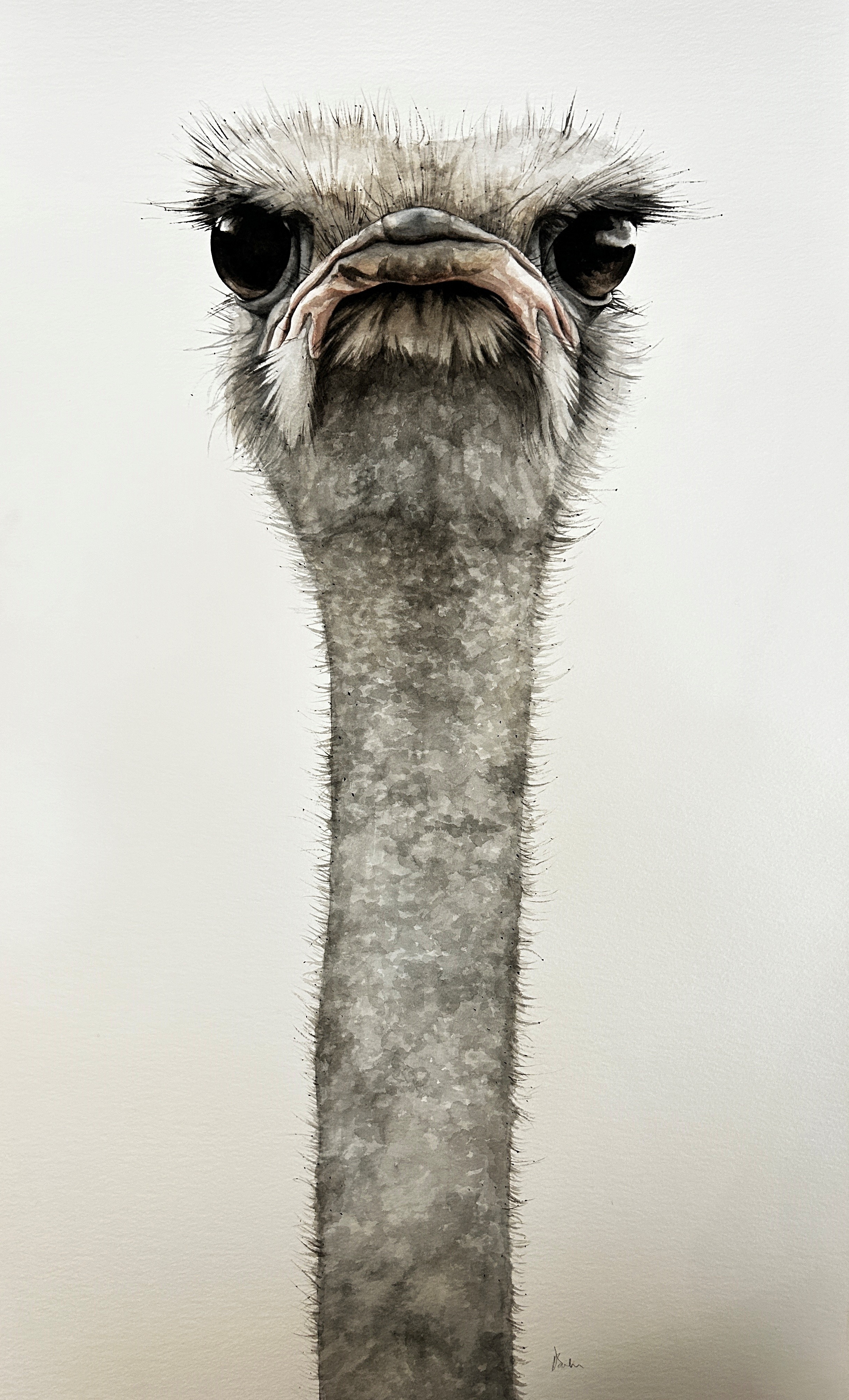 Dominique Salm (b.1972) 'Ostrich', watercolour on paper, signed in pencil below, 763 x 43 cm,