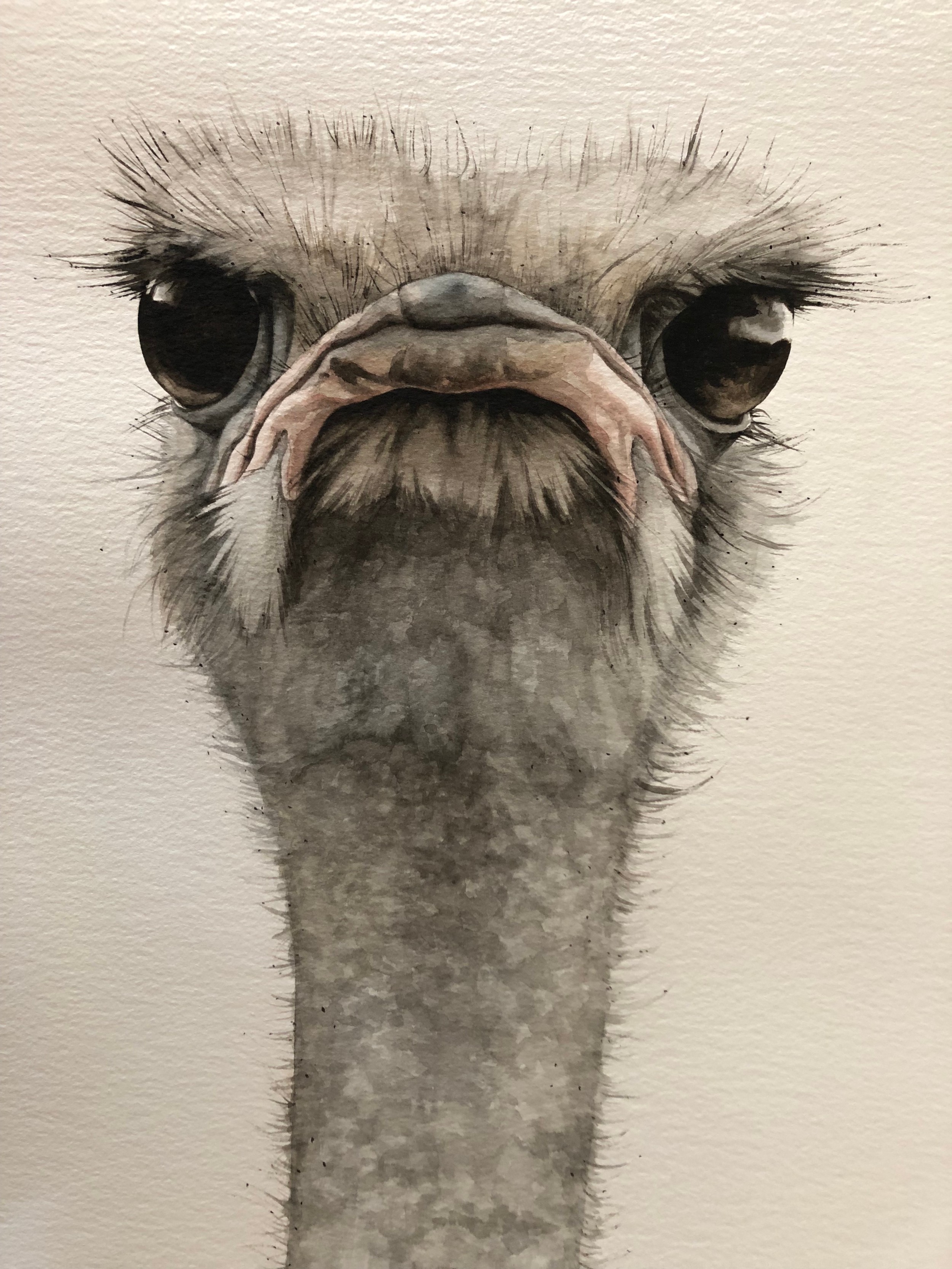 Dominique Salm (b.1972) 'Ostrich', watercolour on paper, signed in pencil below, 763 x 43 cm, - Image 2 of 3