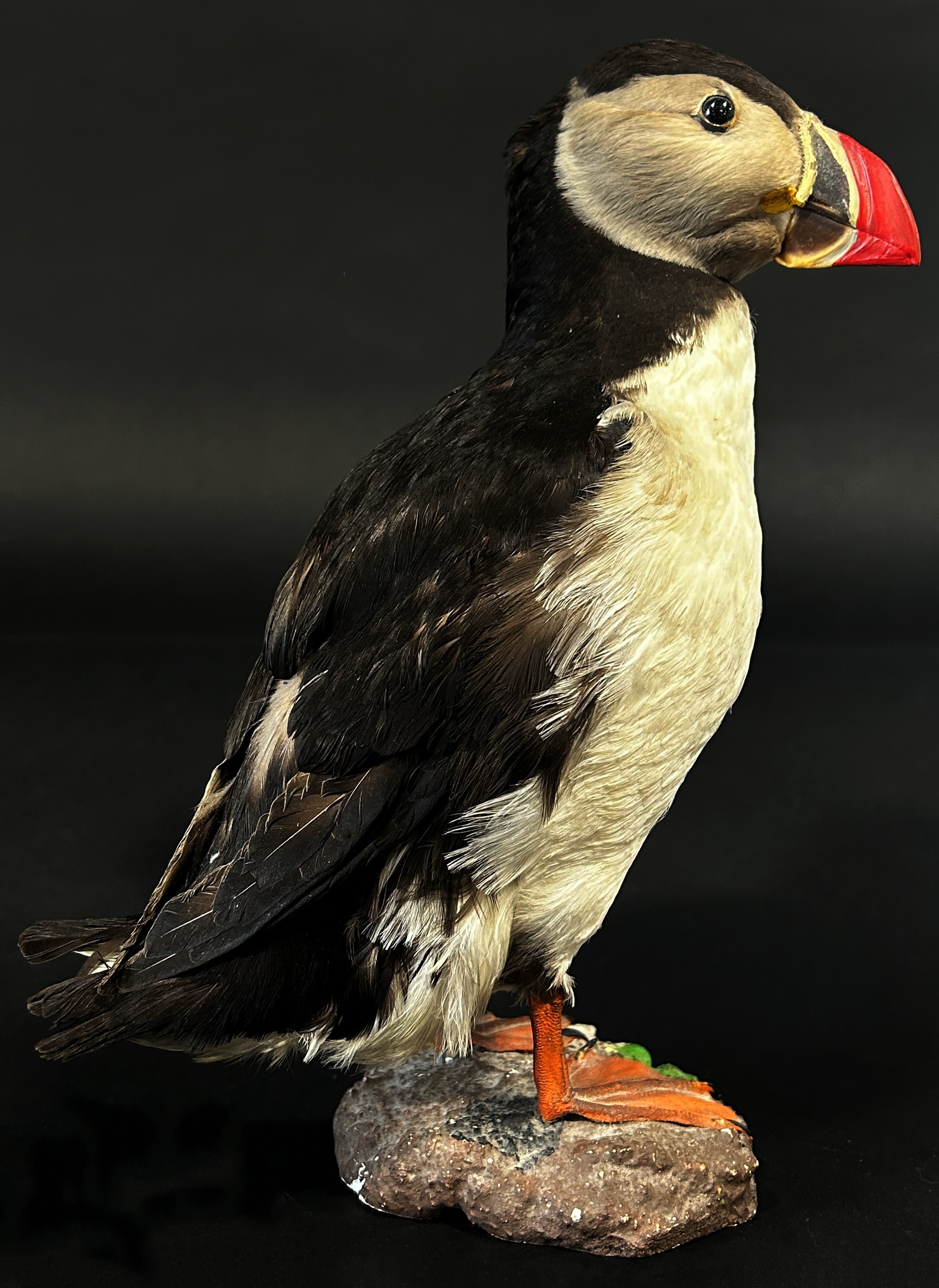 Taxidermy in the form of a Puffin Bird by Jens - Kjeld, see label to base, 25cm tall. - Image 4 of 11