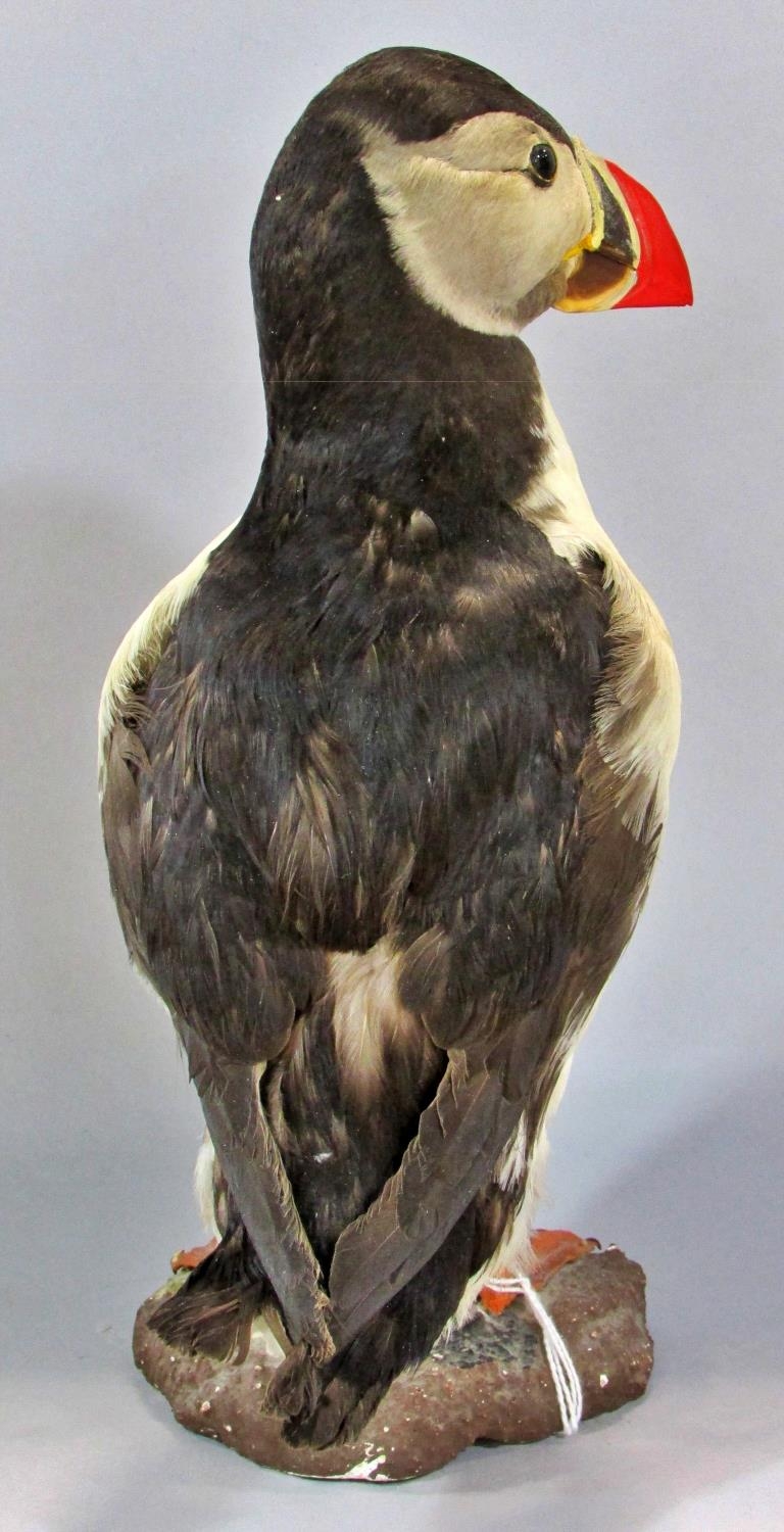 Taxidermy in the form of a Puffin Bird by Jens - Kjeld, see label to base, 25cm tall. - Image 11 of 11