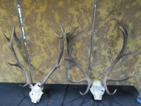 Two pairs of antlers, skill mounted
