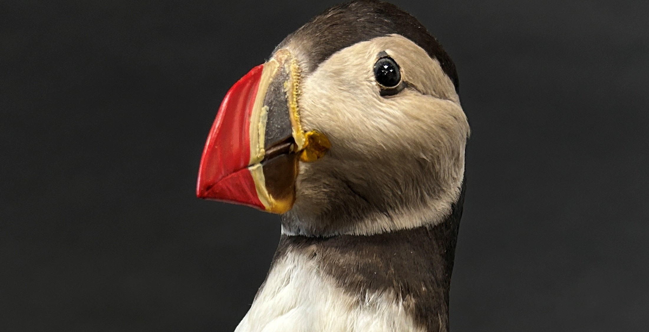 Taxidermy in the form of a Puffin Bird by Jens - Kjeld, see label to base, 25cm tall. - Image 2 of 11