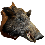 Taxidermy: Une Tête de Sanglier (A Boar’s Head), taxidermist Claude Lebas of Rouen France, mounted