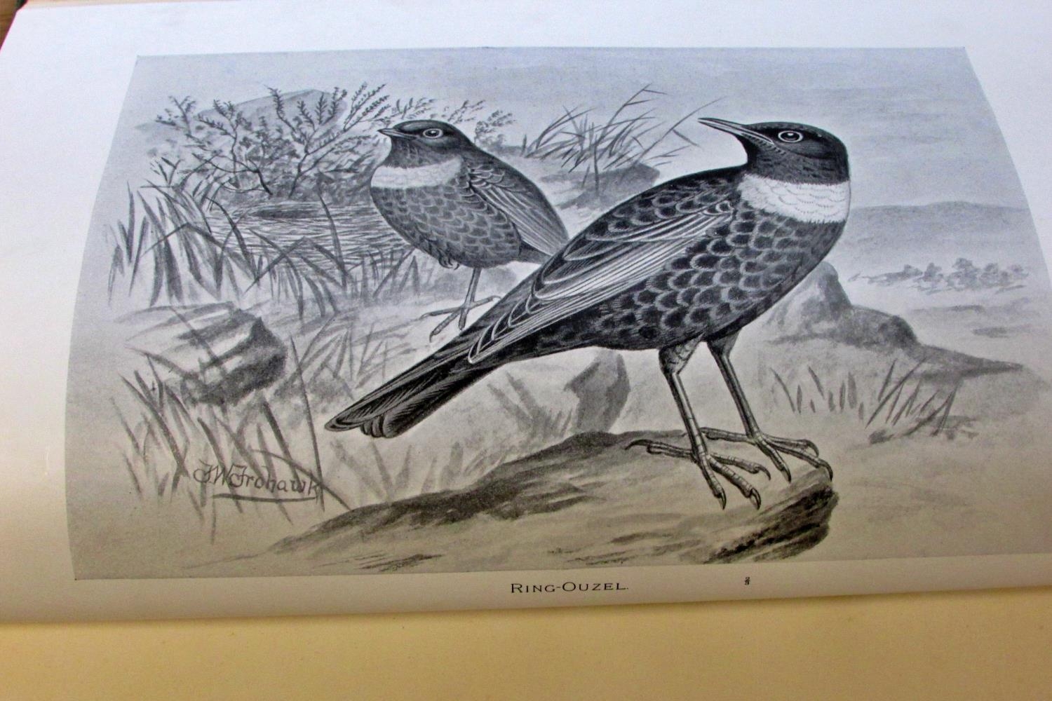 Arthur Butler British Birds with their Nests and Eggs, 1900, 5 vols, illustrated by F W Frohawk - Image 3 of 7