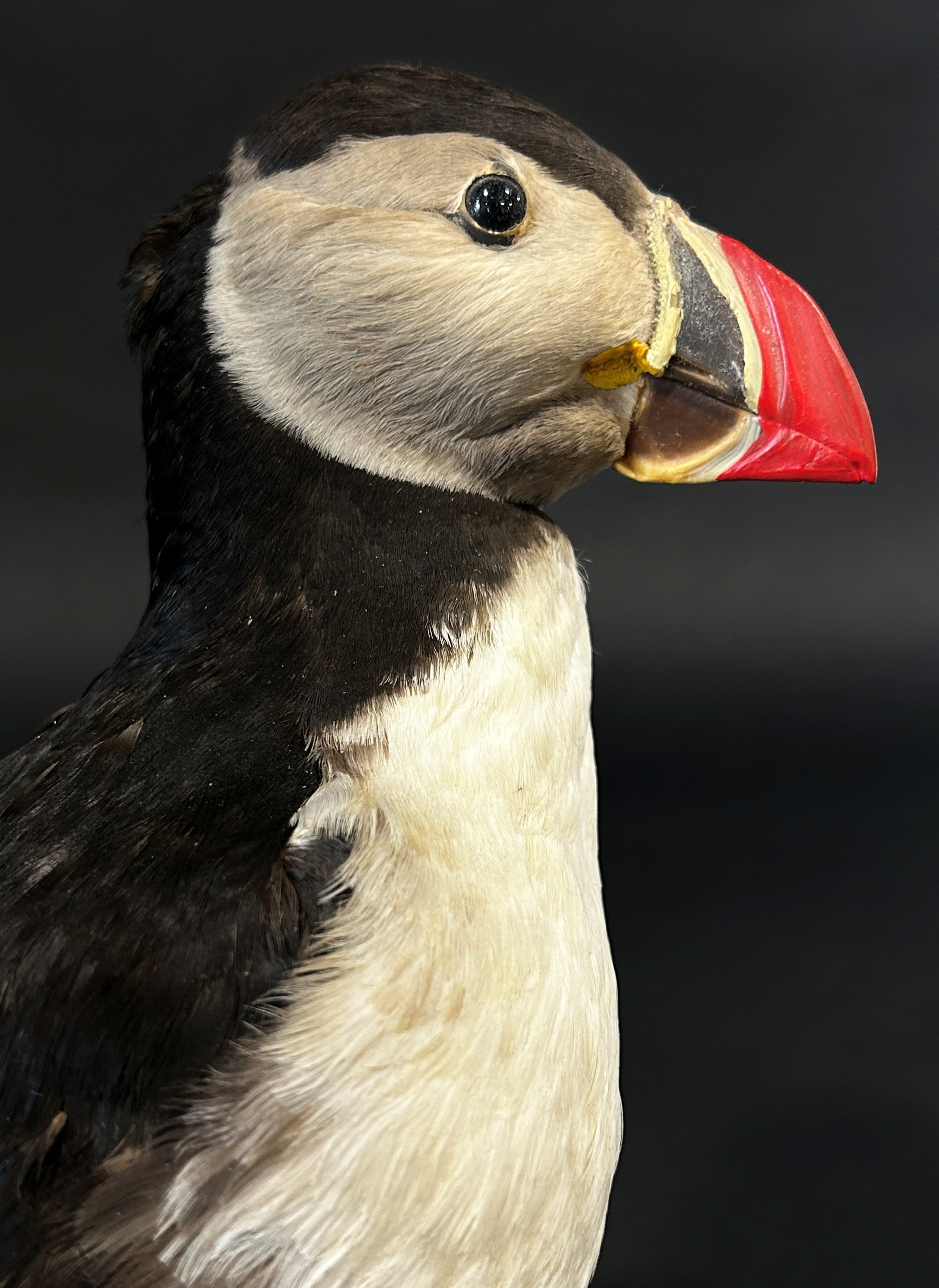 Taxidermy in the form of a Puffin Bird by Jens - Kjeld, see label to base, 25cm tall. - Image 5 of 11