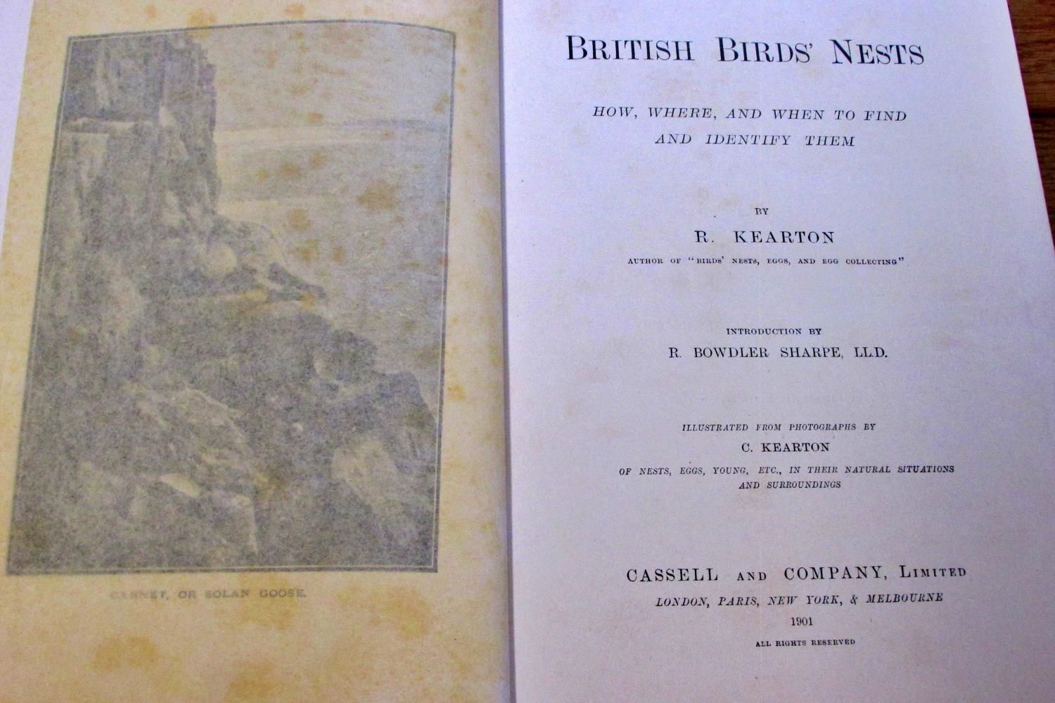 A good collection of natural history / bird books to include 8 vols of Rev Morris's British Birds ( - Image 3 of 7