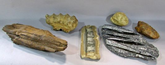 A collection of fossils including, Orthoceras, Trilobite, Bi-valves, fish, fossilised wood,