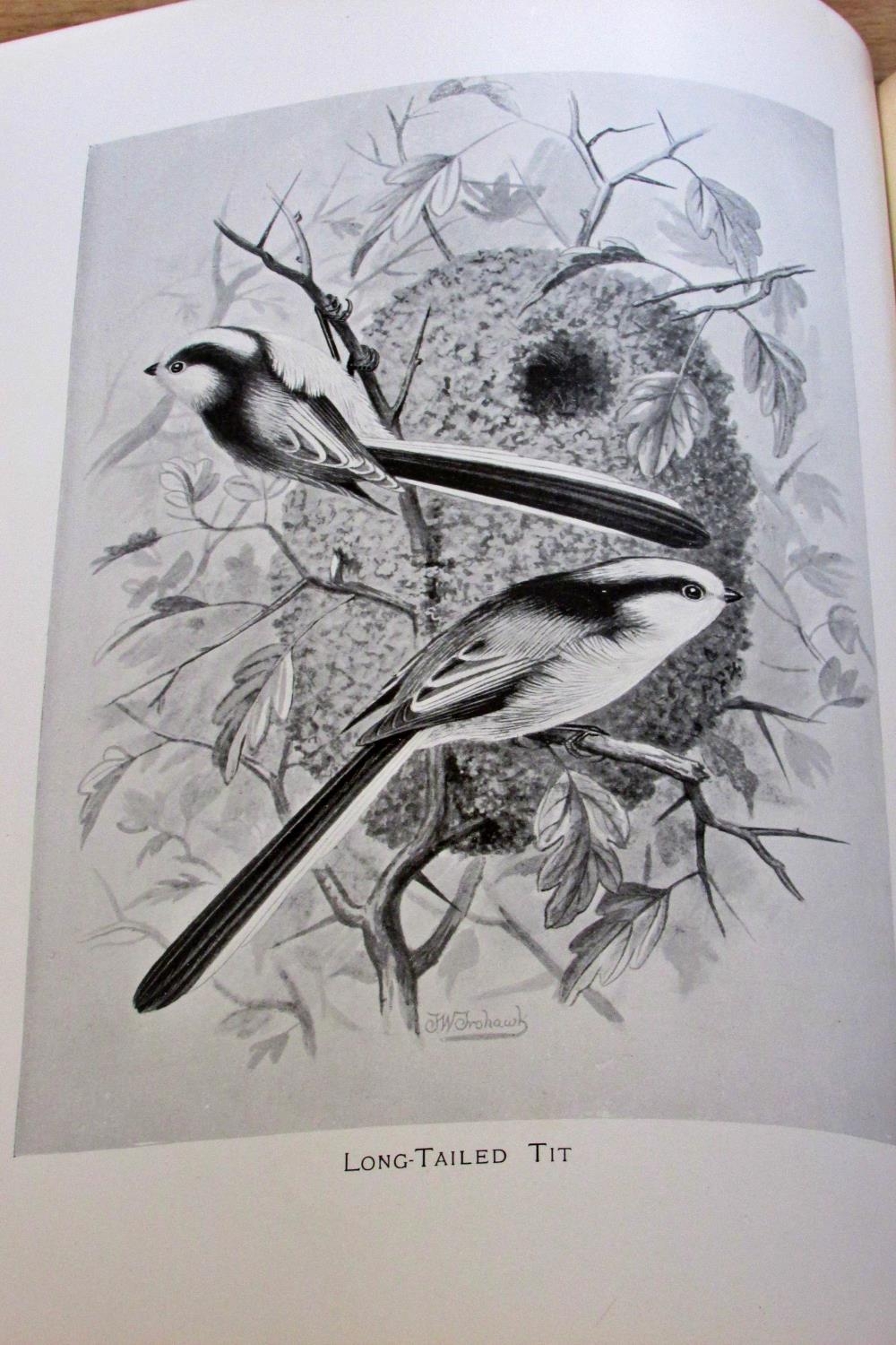 Arthur Butler British Birds with their Nests and Eggs, 1900, 5 vols, illustrated by F W Frohawk - Image 4 of 7