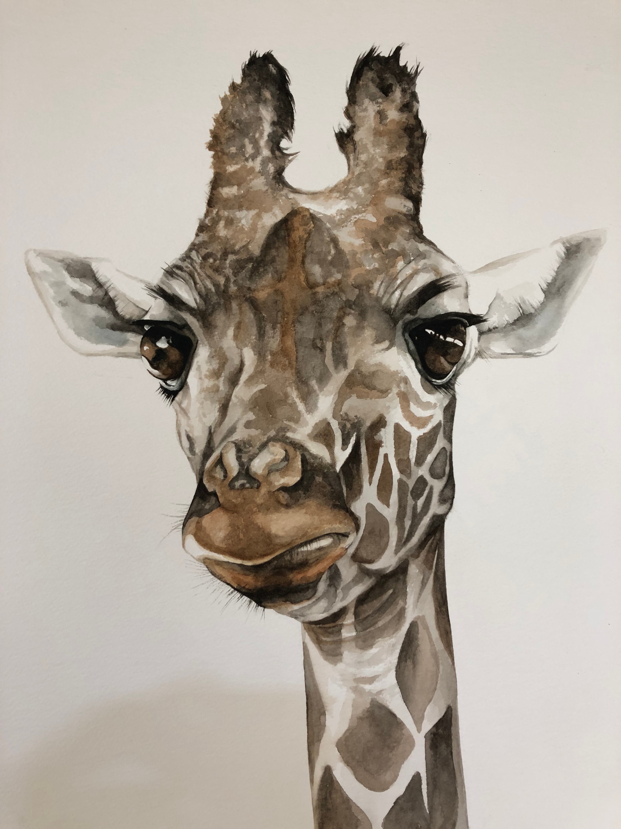 Dominique Salm (b.1972) 'Giraffe', watercolour on paper, signed in pencil below, 76.5 x 47 cm, - Image 3 of 3