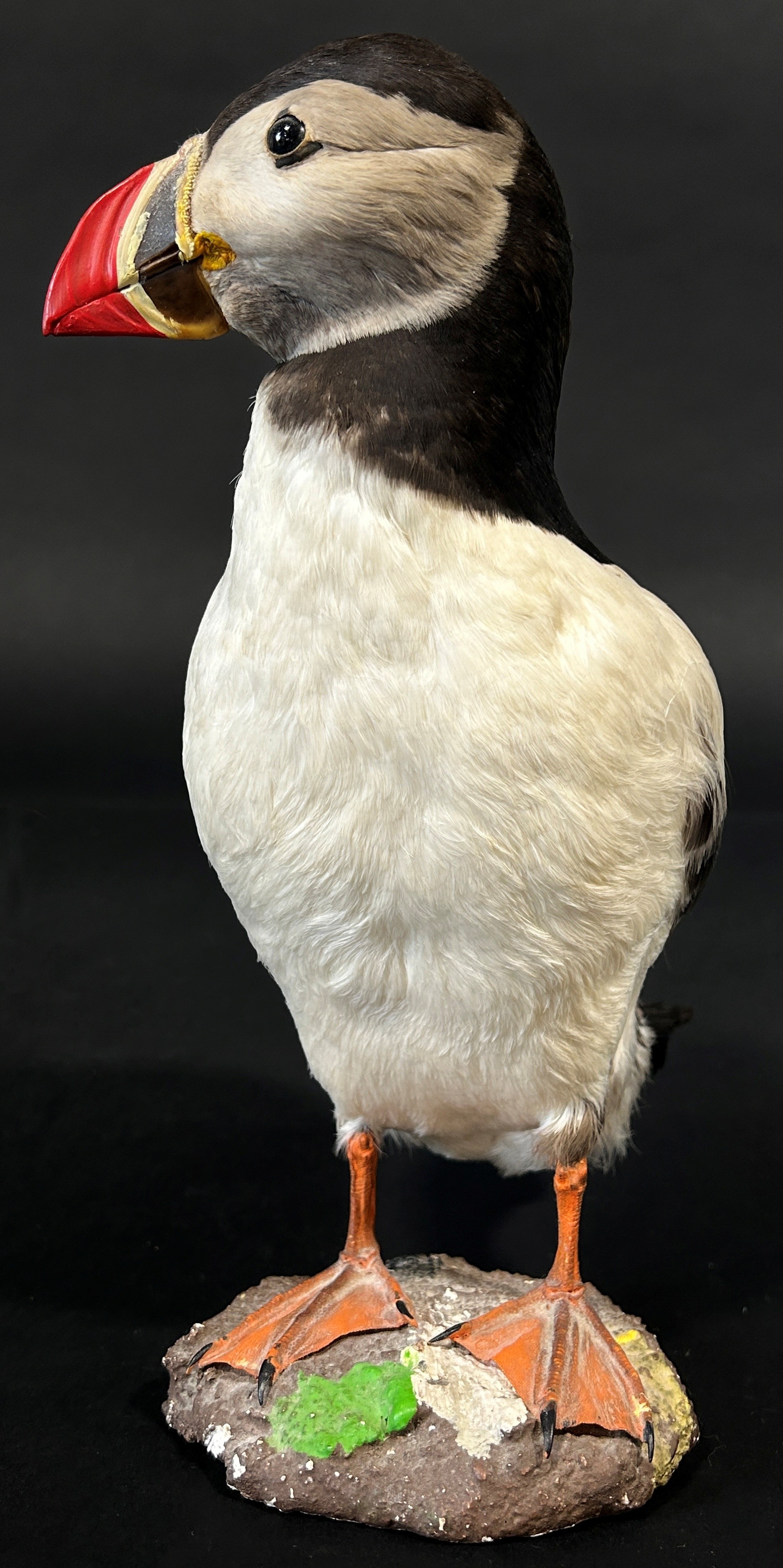 Taxidermy in the form of a Puffin Bird by Jens - Kjeld, see label to base, 25cm tall. - Image 8 of 11