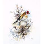 G. Hogg, watercolour study of a Goldfinch, painted signature lower right, mounted and framed, 18 x