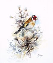 G. Hogg, watercolour study of a Goldfinch, painted signature lower right, mounted and framed, 18 x