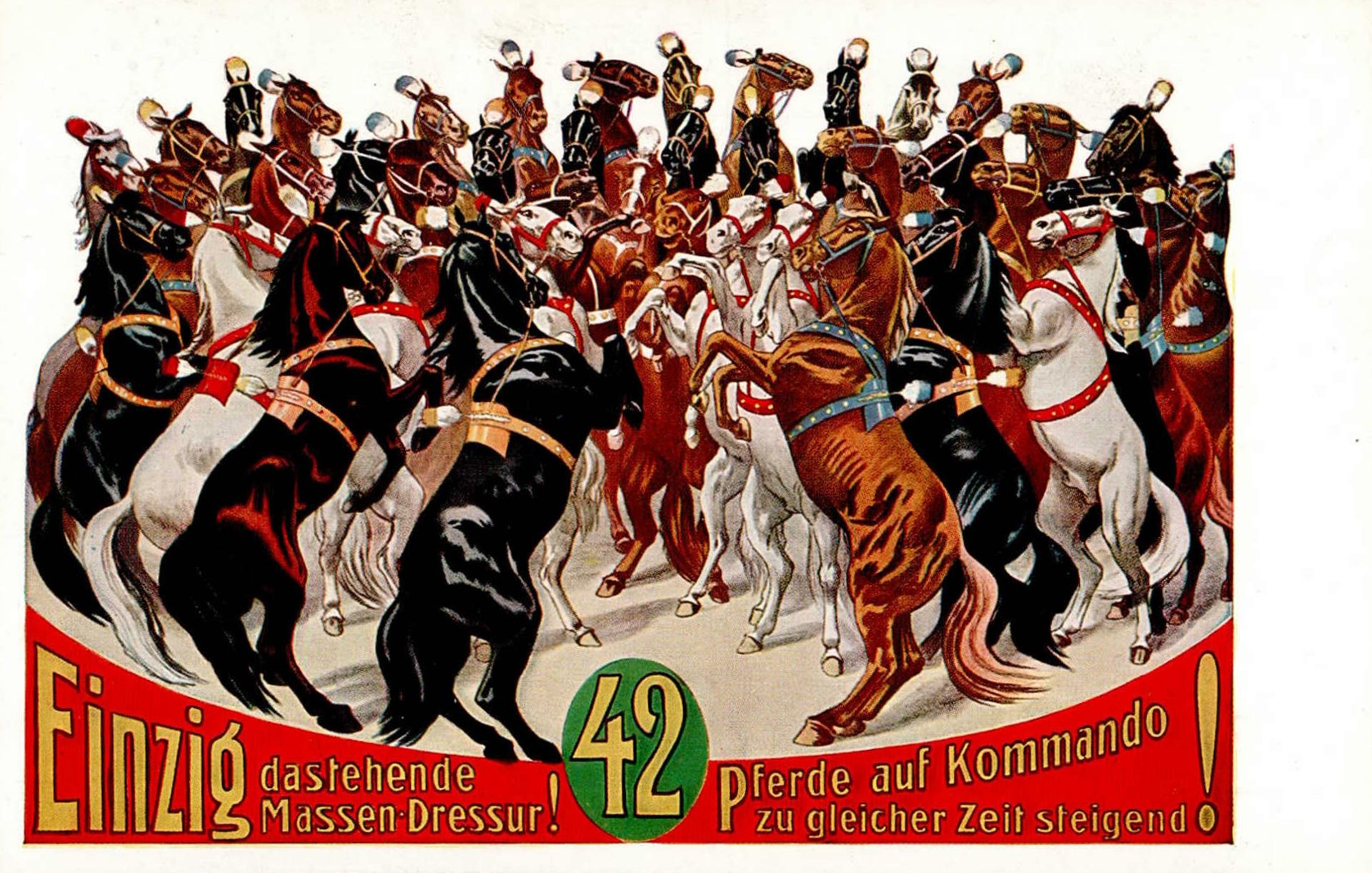 Zirkus Massen-Dressur Einzig dastehende 42 Pferde auf Kommando zu gleicher Zeit steigend I-II