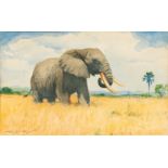 Kuhnert, Wilhelm (Oppeln 1865 - Flims/CH 1926). Elephant.