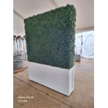 Boxwood Hedge with base 6' wide x 8' high