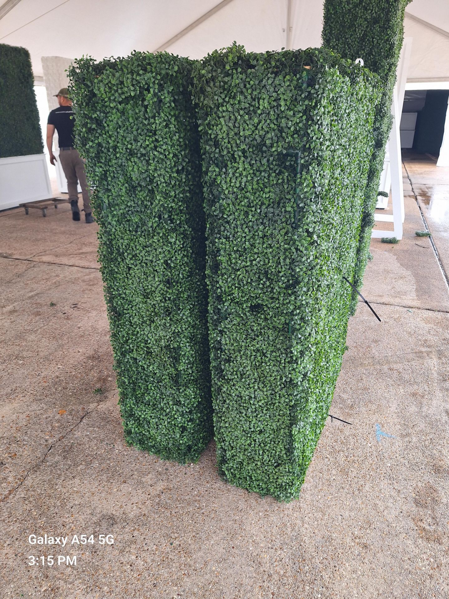 Boxwood Hedge 39" wide x 5' high