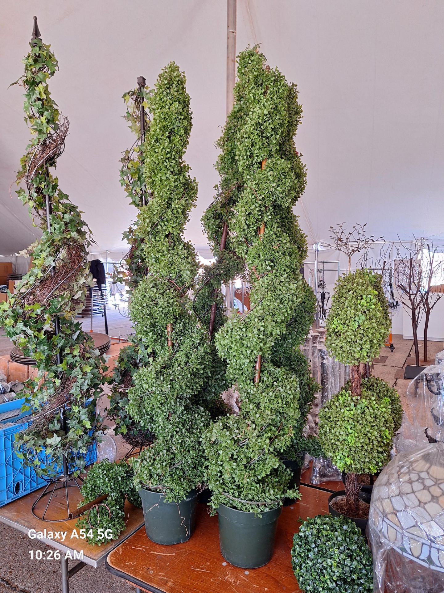 Lot of 7 Topiary Trees