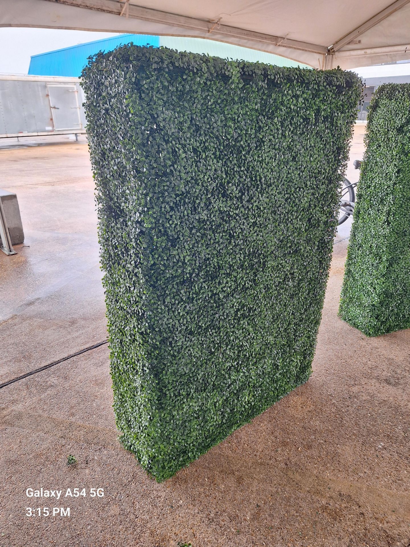 Boxwood Hedge with base 6' wide x 8' high - Image 2 of 3